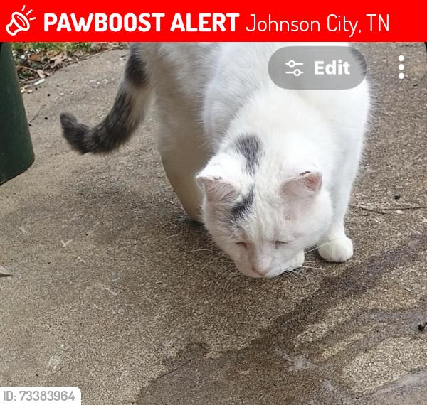 Lost Male Cat last seen Mary st and Richard st, Johnson City, TN 37615