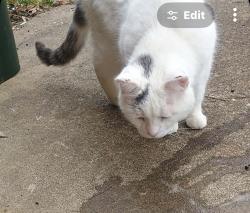 Lost Male Cat last seen Mary st and Richard st, Johnson City, TN 37615