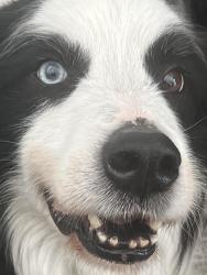 Reunited Male Dog last seen Near Via Del Rey, San Jun Capistrano, Calif, San Juan Capistrano, CA 92675