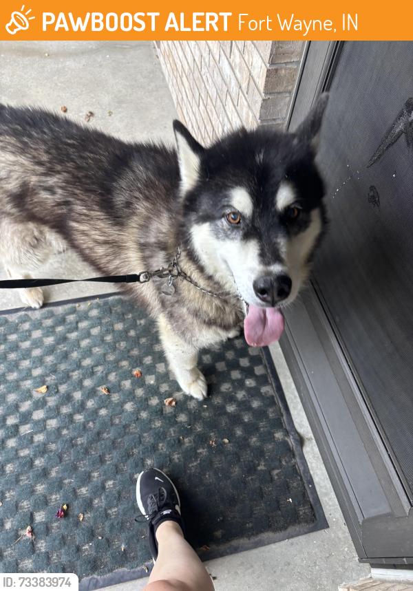 Found/Stray Unknown Dog last seen Cook road and coldwater road, Fort Wayne, IN 46825