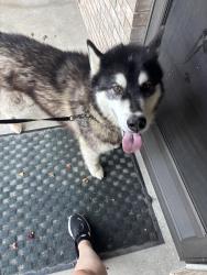 Found/Stray Unknown Dog last seen Cook road and coldwater road, Fort Wayne, IN 46825