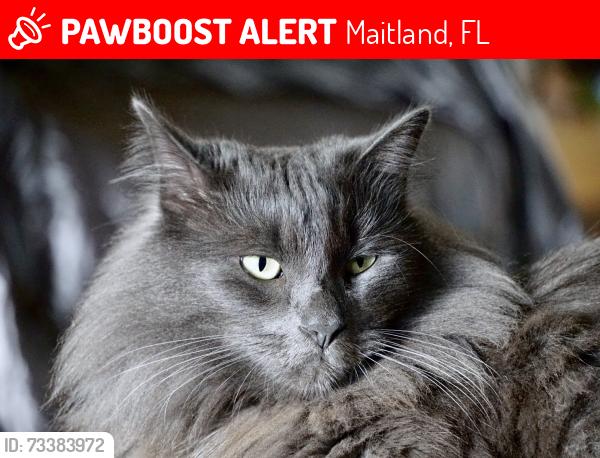 Lost Male Cat last seen Horatio street, Maitland, FL 32751