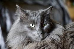 Lost Male Cat last seen Horatio street, Maitland, FL 32751