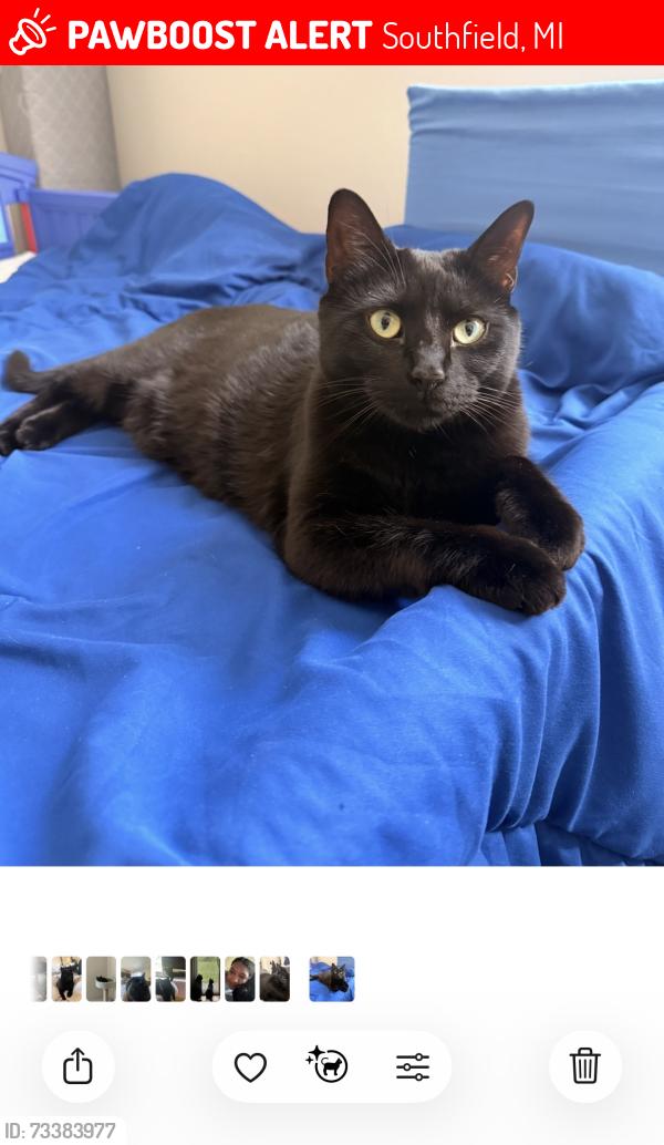Lost Female Cat last seen Building A, Southfield, MI 48034