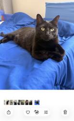 Lost Female Cat last seen Building A, Southfield, MI 48034
