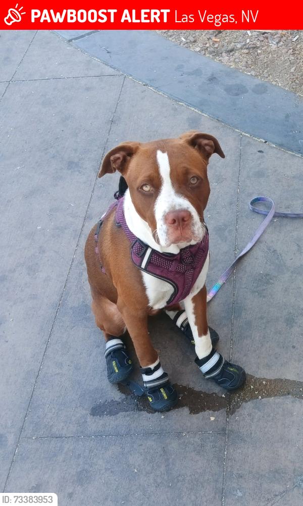 Lost Female Dog last seen Fremont and 14th, Las Vegas, NV 89101