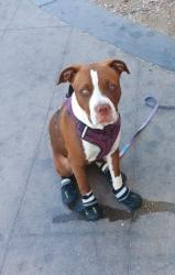 Lost Female Dog last seen Fremont and 14th, Las Vegas, NV 89101