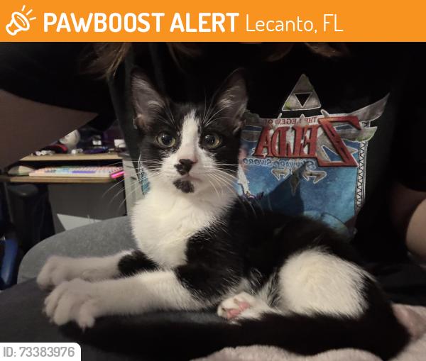 Found/Stray Male Cat last seen W. Woodview Ln. and N. Pine Cone Ave, Lecanto, FL 34461