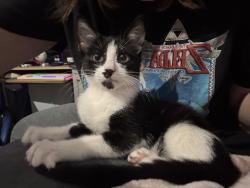 Found/Stray Male Cat last seen W. Woodview Ln. and N. Pine Cone Ave, Lecanto, FL 34461