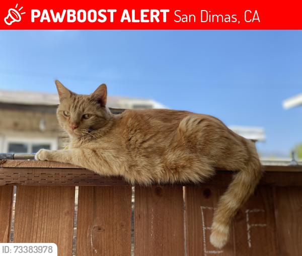 Lost Male Cat last seen gladstone and Amelia across from Costco. Near auto center off-ramp 57 N, San Dimas, CA 91773