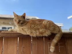 Lost Male Cat last seen gladstone and Amelia across from Costco. Near auto center off-ramp 57 N, San Dimas, CA 91773