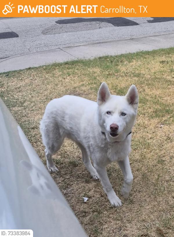 Found/Stray Unknown Dog last seen Southmoor Dr, Carrollton, TX 75006