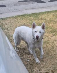 Found/Stray Unknown Dog last seen Southmoor Dr, Carrollton, TX 75006