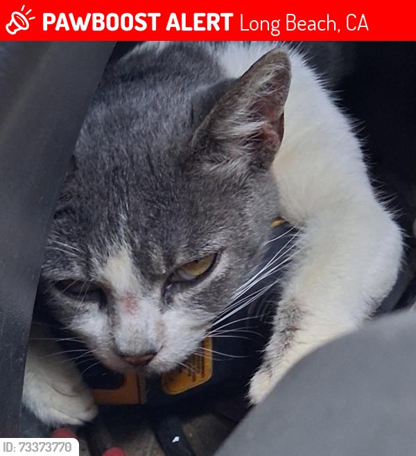 Lost Female Cat last seen West Anaheim & Cota Ave, Long Beach, CA 90813