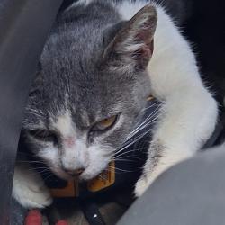 Lost Female Cat last seen West Anaheim & Cota Ave, Long Beach, CA 90813