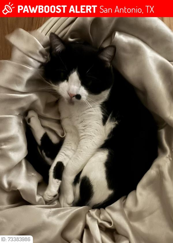 Lost Male Cat last seen barbwire pass/liberty field, San Antonio, TX 78254