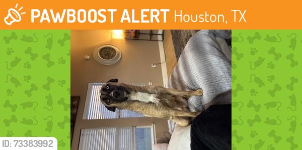 Found/Stray Female Dog last seen fairbanks emmott, Houston, TX 77064