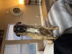 Found/Stray Female Dog last seen fairbanks emmott, Houston, TX 77064