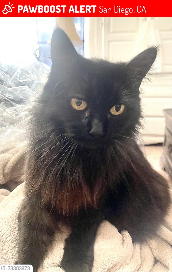 Lost Female Cat last seen Upas st, San Diego, CA 92104
