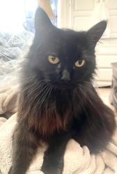 Lost Female Cat last seen Upas st, San Diego, CA 92104