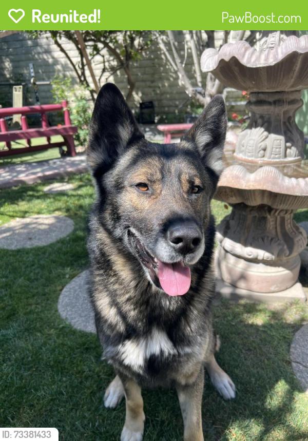 Reunited Male Dog last seen 126th st Compton ca 90222, Compton, CA 90222