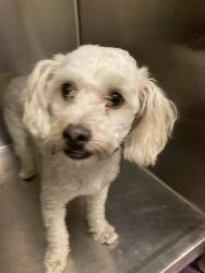 Shelter Stray Male Dog last seen Near BLOCK E 29TH STREET, 7700 E Spring St, Long Beach, CA 90815, USA