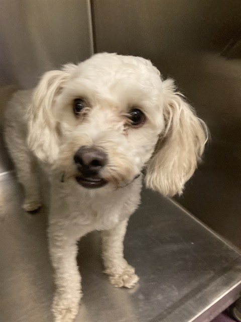 Shelter Stray Male Dog last seen Near BLOCK E 29TH STREET, 7700 E Spring St, Long Beach, CA 90815, USA