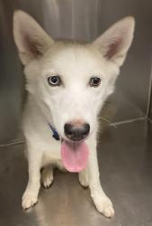 Shelter Stray Male Dog last seen Near BLOCK E 29TH STREET, 7700 E Spring St, Long Beach, CA 90815, USA