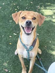 Shelter Stray Male Dog last seen , West Valley Animal Shelter, 20655 Plummer St, Chatsworth, CA 91311, USA