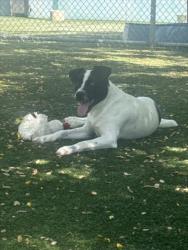 Shelter Stray Male Dog last seen , West Valley Animal Shelter, 20655 Plummer St, Chatsworth, CA 91311, USA