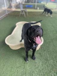 Shelter Stray Male Dog last seen , West Valley Animal Shelter, 20655 Plummer St, Chatsworth, CA 91311, USA