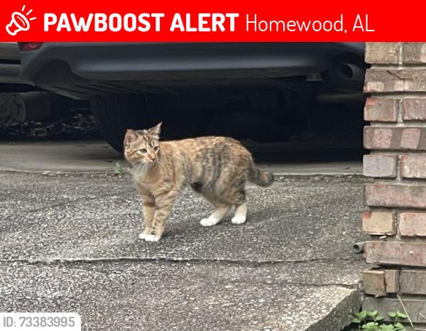 Lost Female Cat last seen Old Saulter Circle and Saulter Road, Homewood, AL 35209