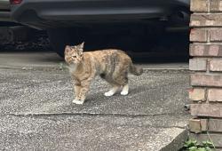Lost Female Cat last seen Old Saulter Circle and Saulter Road, Homewood, AL 35209