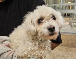 Shelter Stray Male Dog last seen , 3201 Lacy St, Los Angeles, CA 90031, USA
