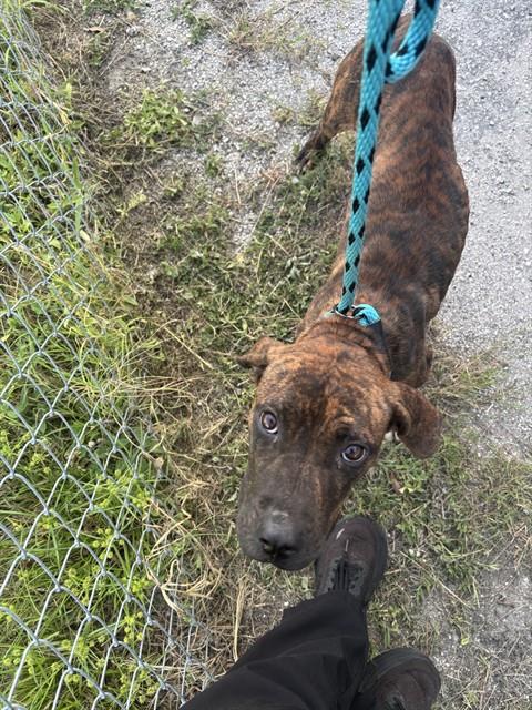 Shelter Stray Female Dog last seen 5TH ST AND CHURCH AVE, 19640 Dogpatch Ln, Land O' Lakes, FL 34638, USA