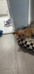 Lost Male Dog last seen Mlk street, Houston, TX 77021