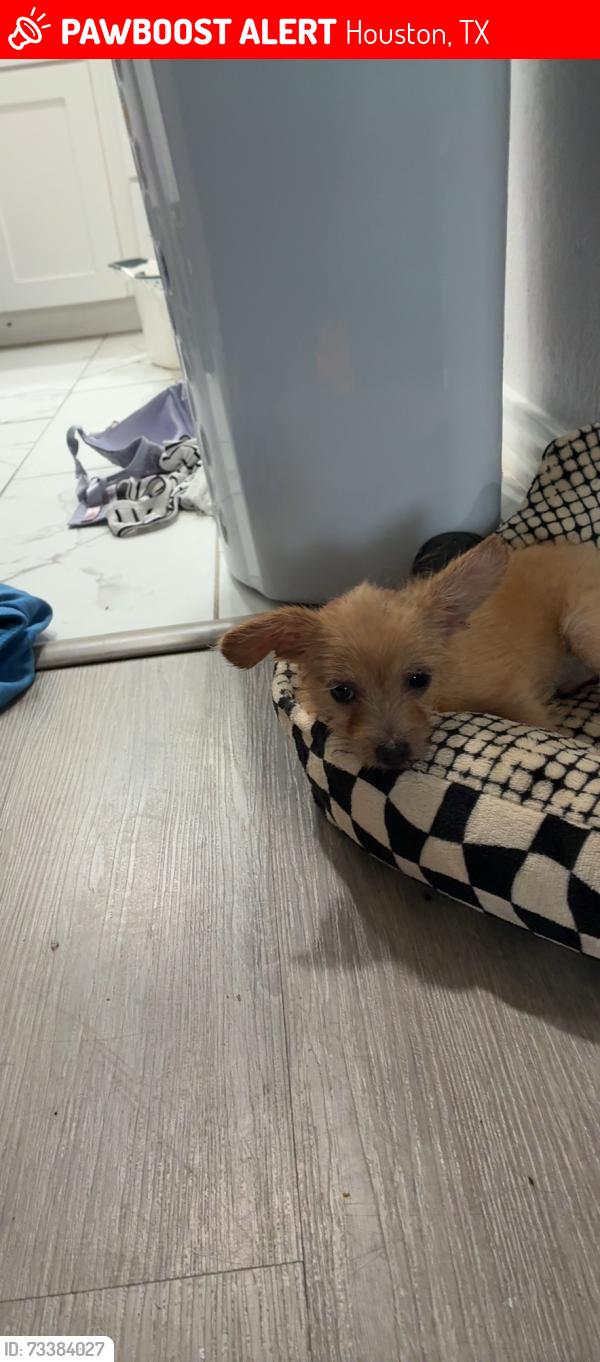 Lost Male Dog last seen Mlk street, Houston, TX 77021