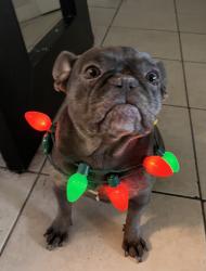 Reunited Female Dog last seen Tangelo Ave and Happiness, Pine Air, FL 33406