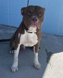Shelter Stray Male Dog last seen , 4275 Elton St, Baldwin Park, CA 91706, USA