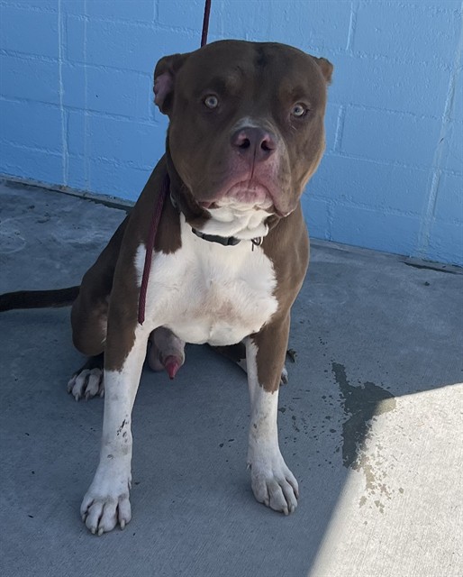 Shelter Stray Male Dog last seen , 4275 Elton St, Baldwin Park, CA 91706, USA