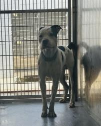 Shelter Stray Male Dog last seen , 4275 Elton St, Baldwin Park, CA 91706, USA