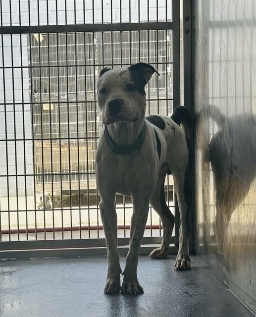 Shelter Stray Male Dog last seen , 4275 Elton St, Baldwin Park, CA 91706, USA