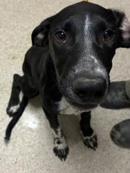 Shelter Stray Male Dog last seen Near BLOCK CURNOW RD, BAKERSFIELD CA 93307, 3951 Fruitvale Ave, Bakersfield, CA 93308, USA