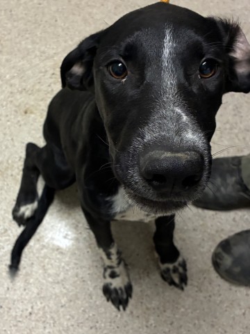 Shelter Stray Male Dog last seen Near BLOCK CURNOW RD, BAKERSFIELD CA 93307, 3951 Fruitvale Ave, Bakersfield, CA 93308, USA