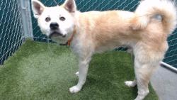 Shelter Stray Male Dog last seen , 11258 Garfield Ave, Downey, CA 90242, USA