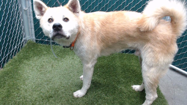 Shelter Stray Male Dog last seen , 11258 Garfield Ave, Downey, CA 90242, USA
