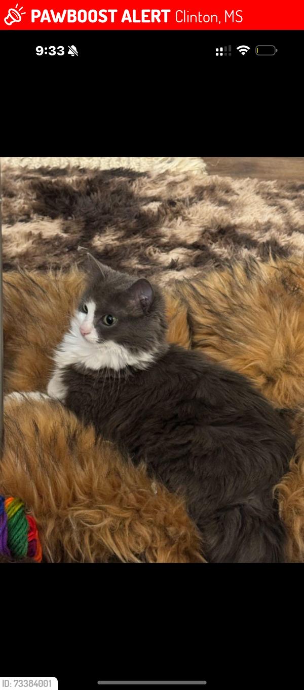 Lost Female Cat last seen Shadow Lake Drive, Clinton, MS 39056