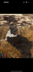 Lost Female Cat last seen Shadow Lake Drive, Clinton, MS 39056