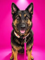 Shelter Stray Female Dog last seen Near BLOCK BEACH BLVD, 2020 Forest St, Jacksonville, FL 32204, USA