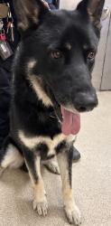 Shelter Stray Male Dog last seen Near BLOCK CARMELITA AVE, CORONA, CA, 6851 Van Buren Boulevard, Jurupa Valley, CA 92509, USA
